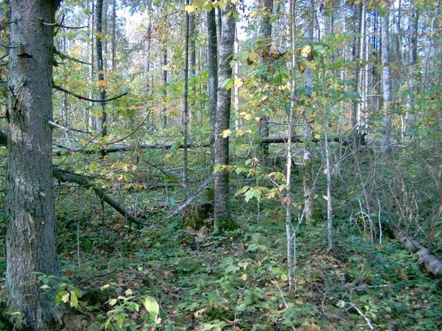 Forest near the confluence