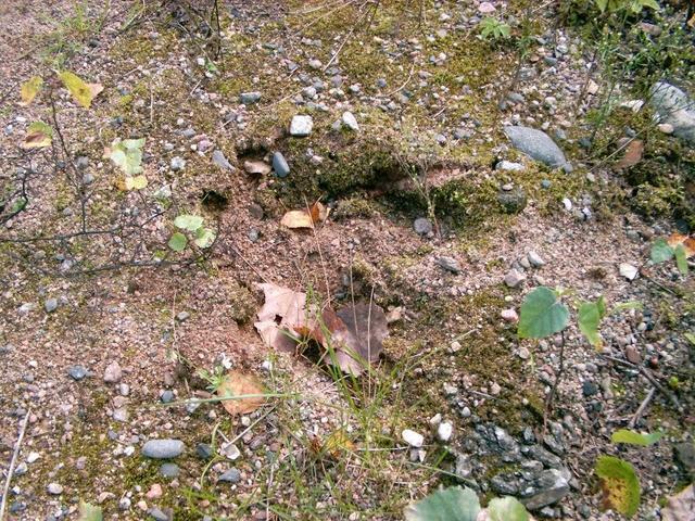 Wild boar's footprint near the railroad