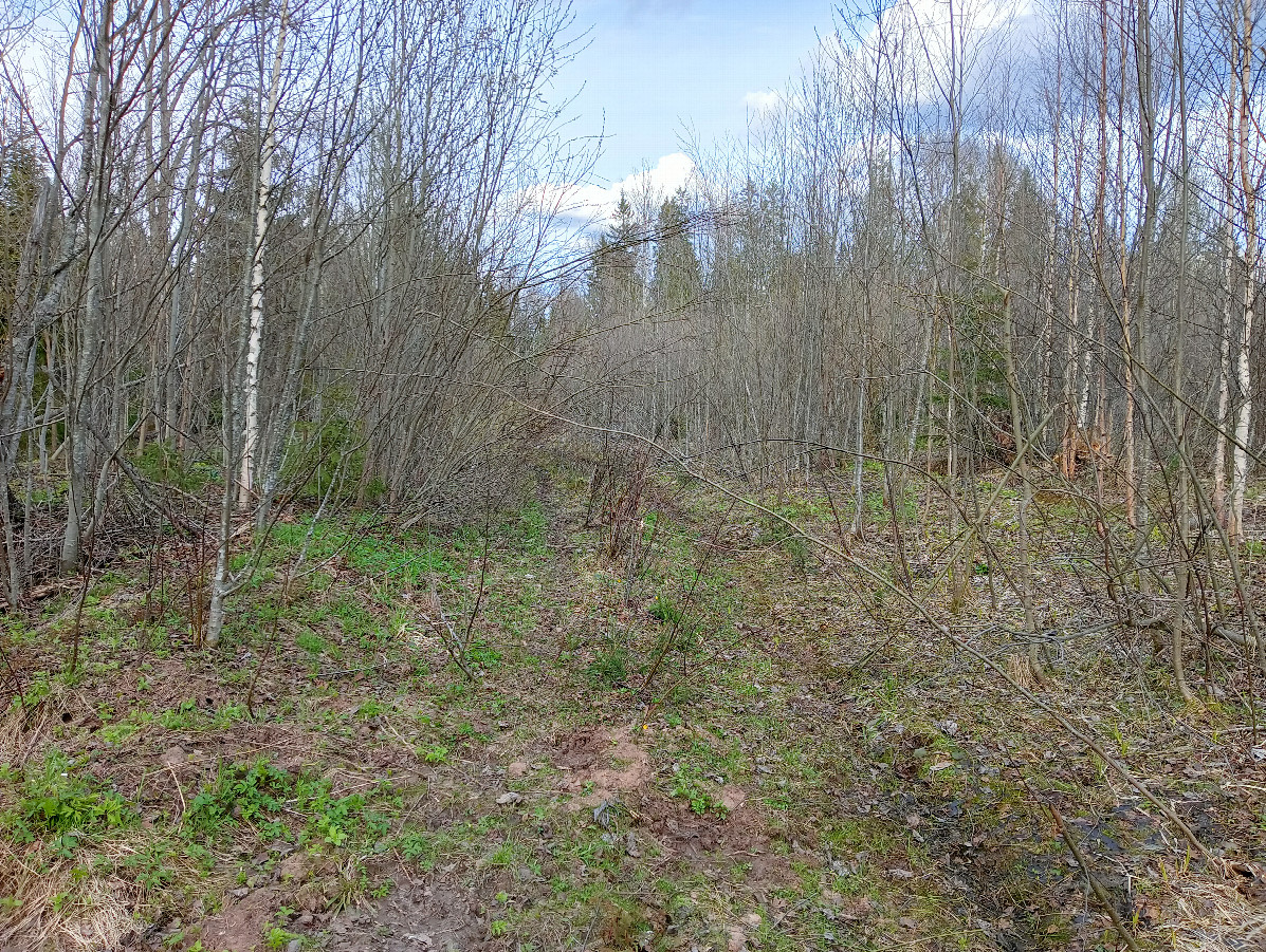 Overgrown road