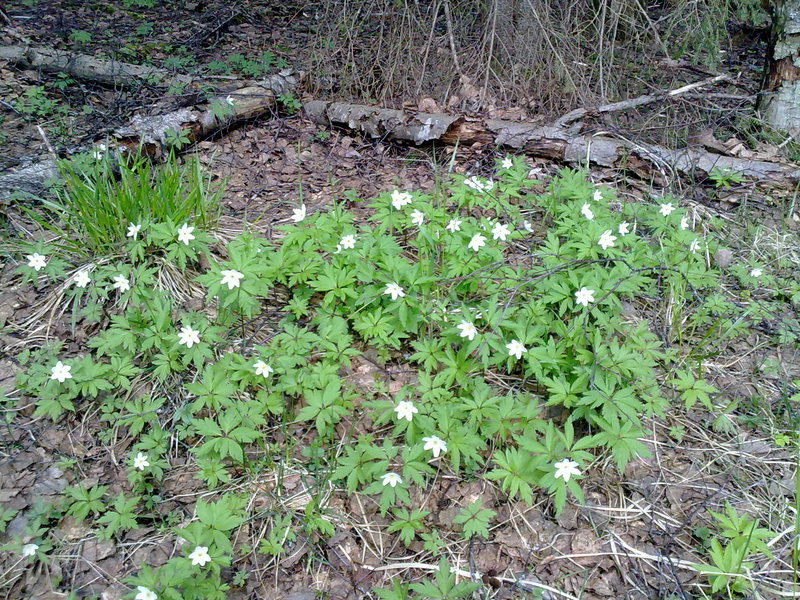 Wood anemones