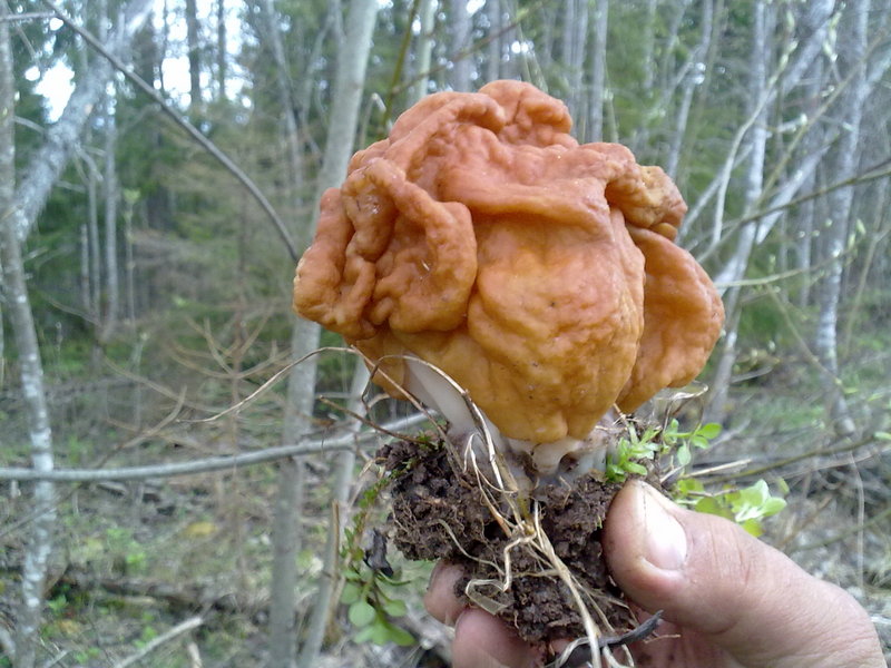 Saddle fungus