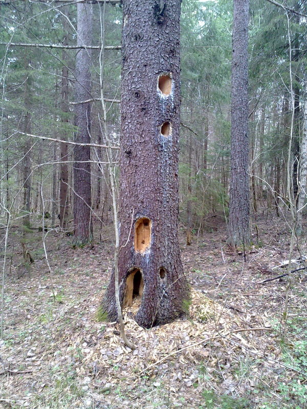 Hollows in the tree