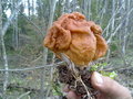 #8: Saddle fungus