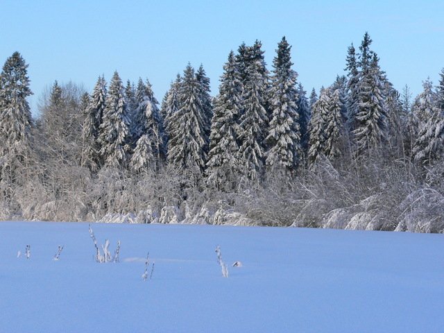 Field near Kozlovo