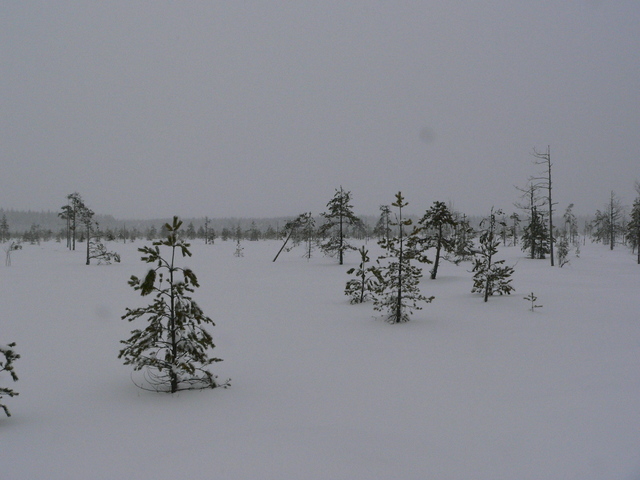 Swamp, 700 m from the point