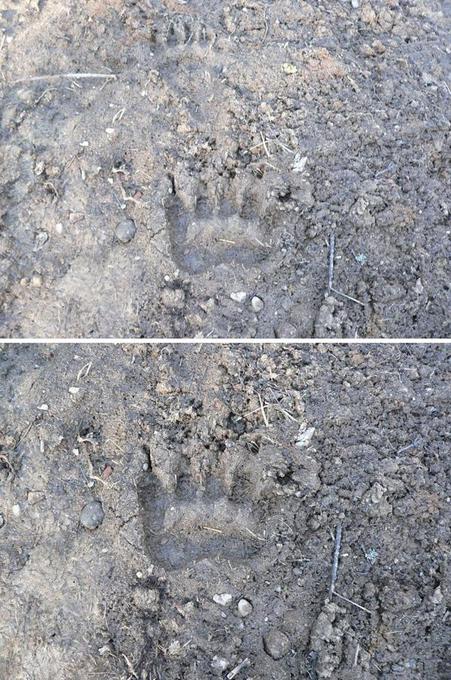 Медвежьи следы/Bears' footprints