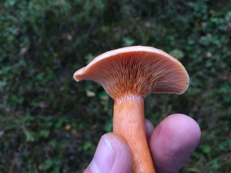 Lactarius deterrimus