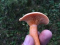 #6: Lactarius deterrimus