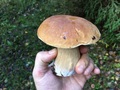 #7: Boletus edulis