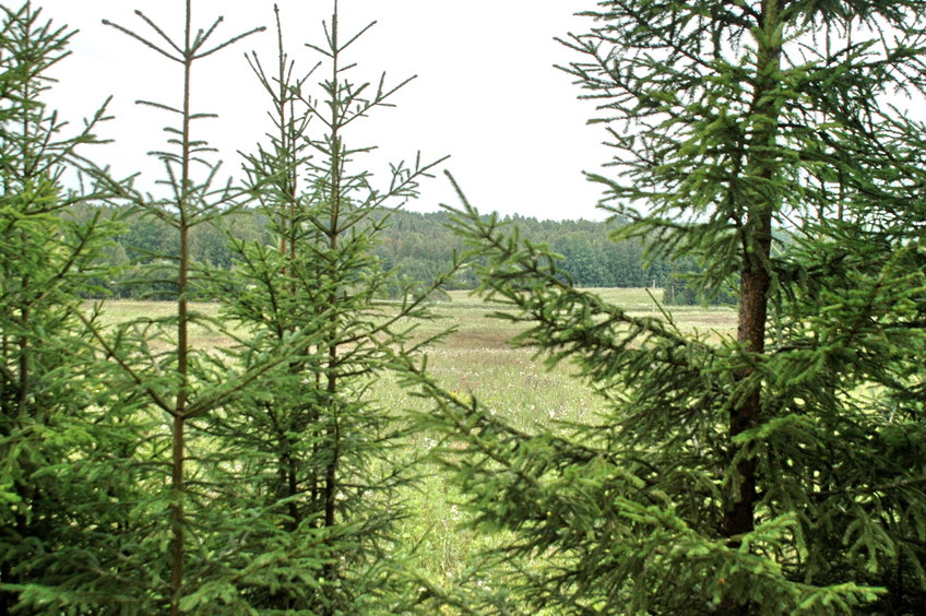 West view through young spruces/На запад сквозь молодые елочки