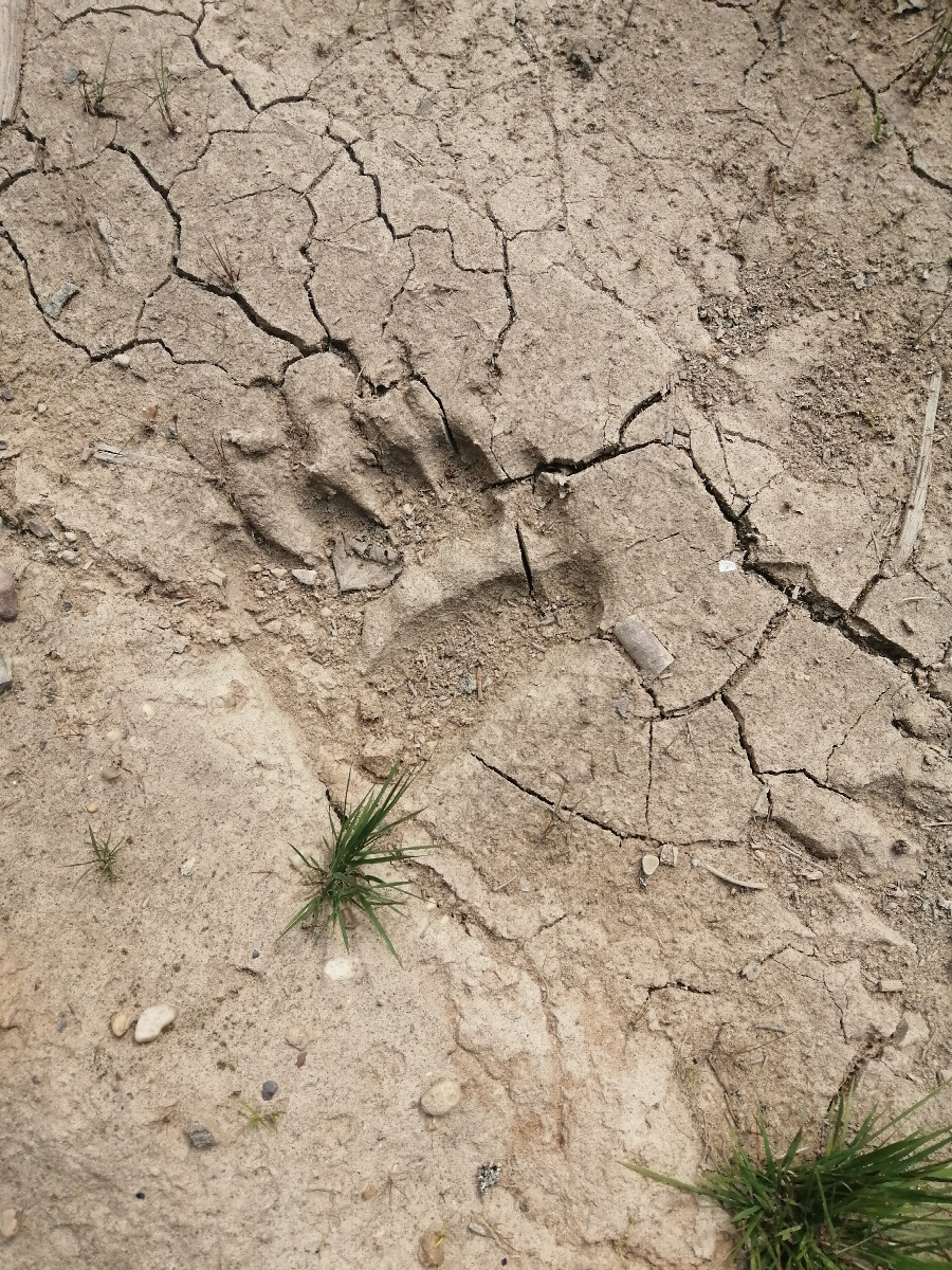 Bear footprint