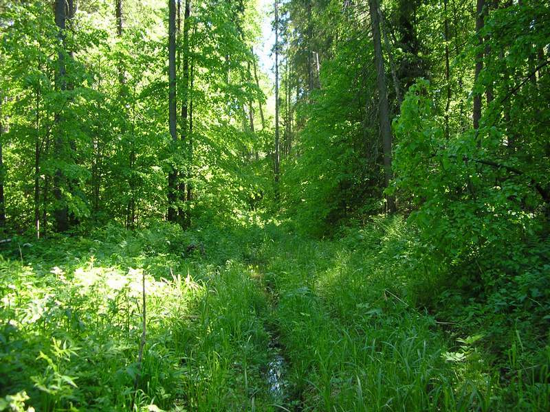 Лесная дорога/Forest road trace