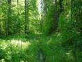 #9: Лесная дорога/Forest road trace