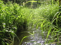 #7: Brook that runs 50 metres off the confluence