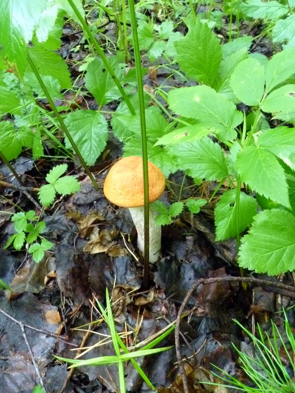 Red cap boletus / Подосиновик