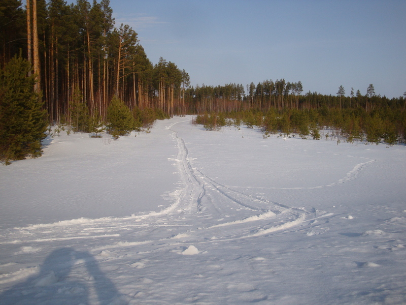 Просека / Loggers' path