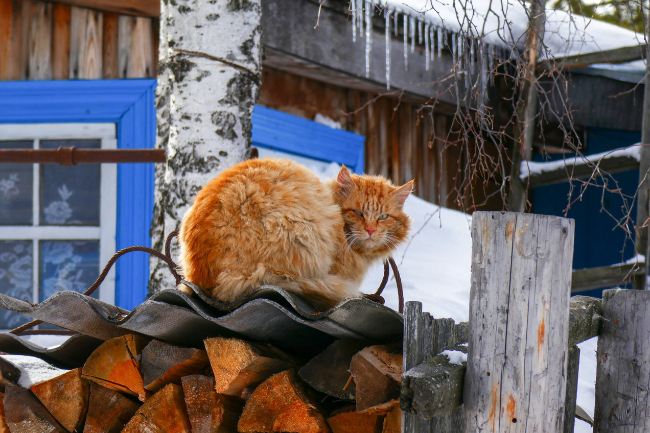 Житель поселка / Local citizen