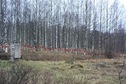#9: Memorial birches grove / Березовая роща