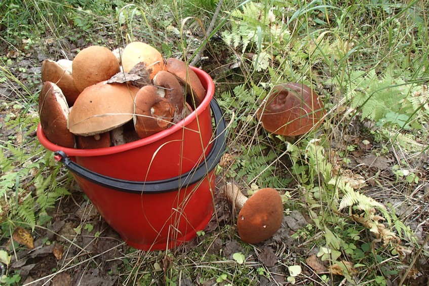 Orange cap boletuses! / Красноголовики!