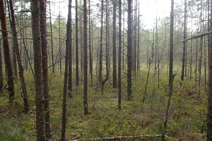 View to the south / Вид на юг