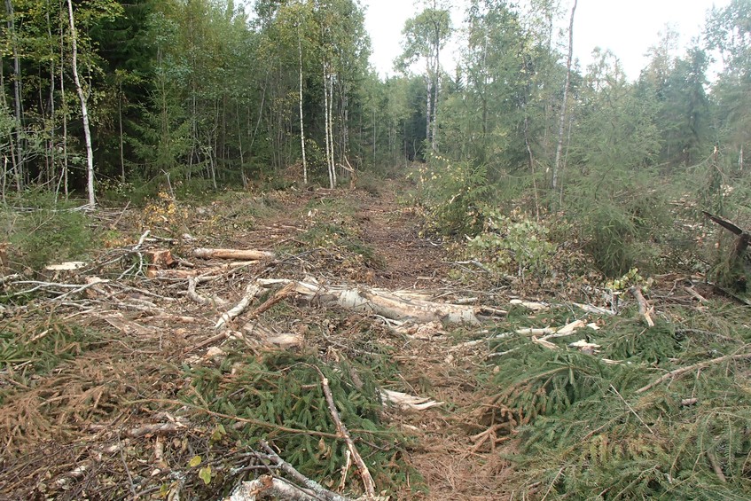 Causeway across the cut. One of them / Гать через вырубку. Одна из