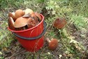 #10: Orange cap boletuses! / Красноголовики!