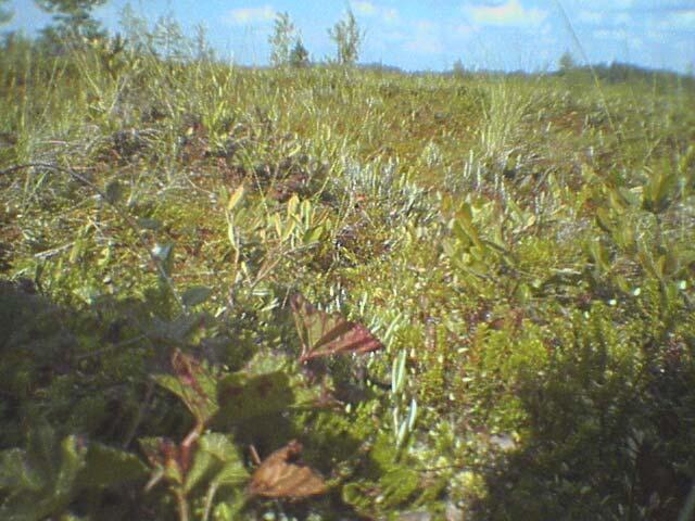 The ground at the confluence