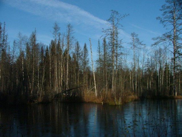 Замерзшие болота -- Frozen bogs