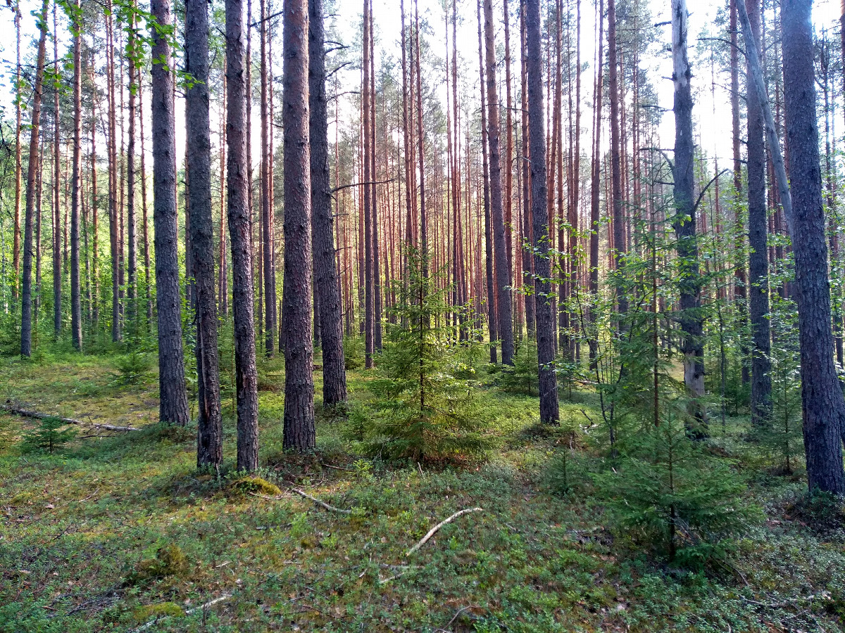 Pines on the way