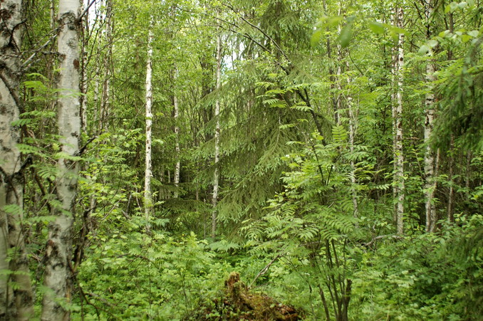 General view to the point