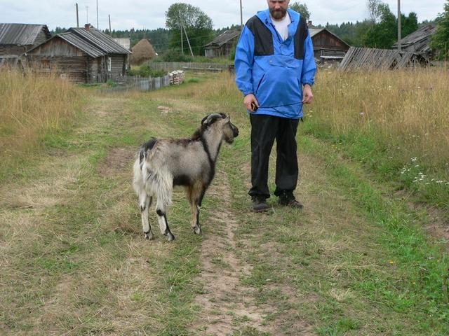 Mad billy-goat/Чокнутый козел