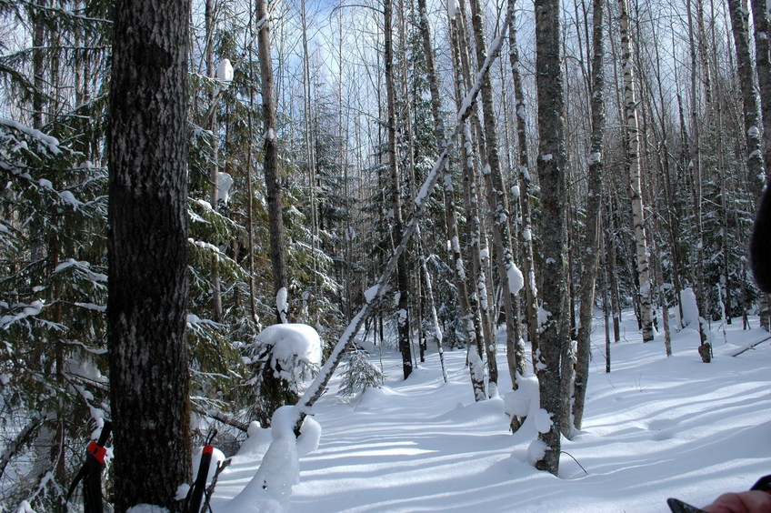 Forest in 1 km from CP/Лес в километре от цели