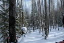 #10: Forest in 1 km from CP/Лес в километре от цели