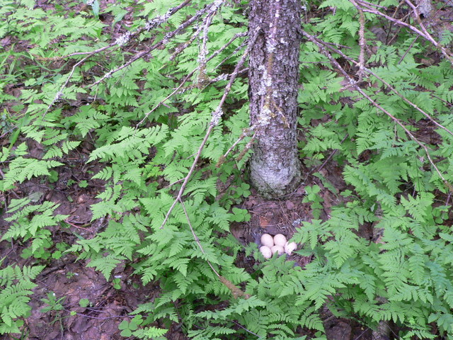 The nest near our camp