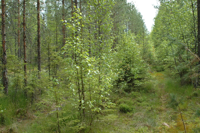 Logging path to the point