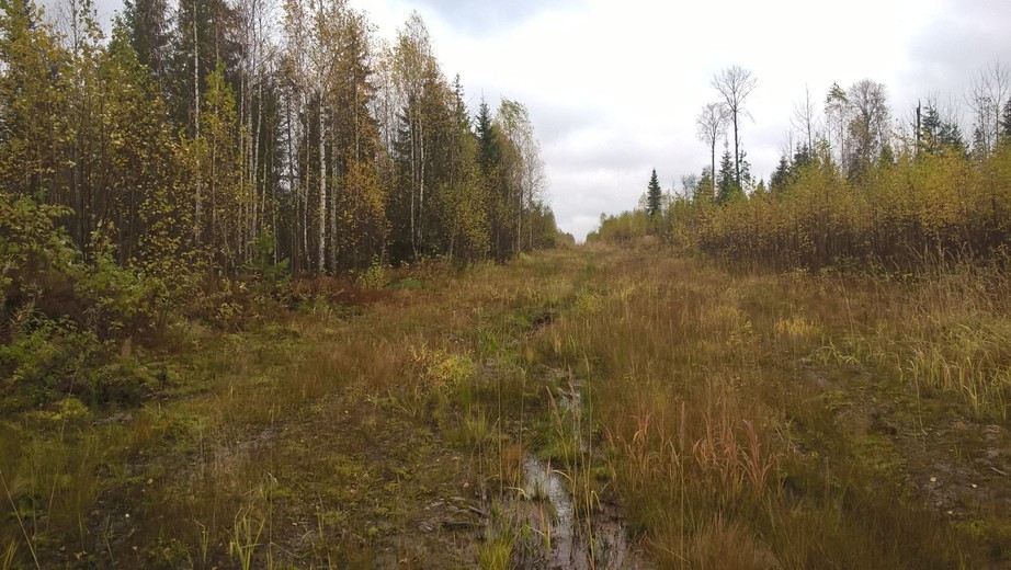 Path in 200 m from CP / Просека в 200 метрах
