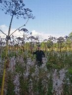 #8: Hogweed is taller than a man