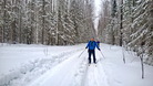 #8: Vladimir оn the loggers' path / Владимир на просеке