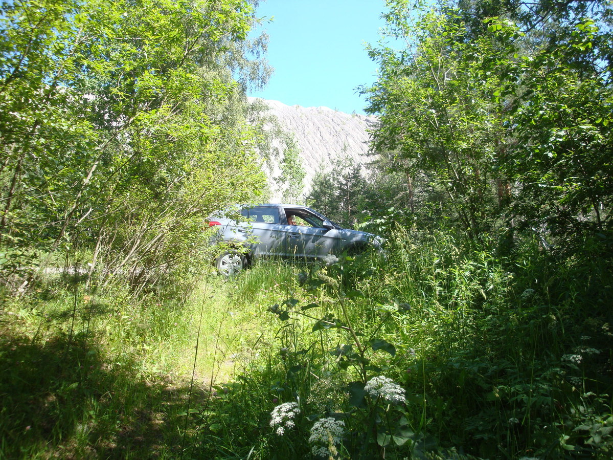 Лесная дорога / Forest road