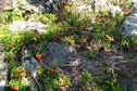 #8: Island cowberry / Островная брусника