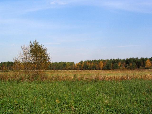 Forest to the North of the point