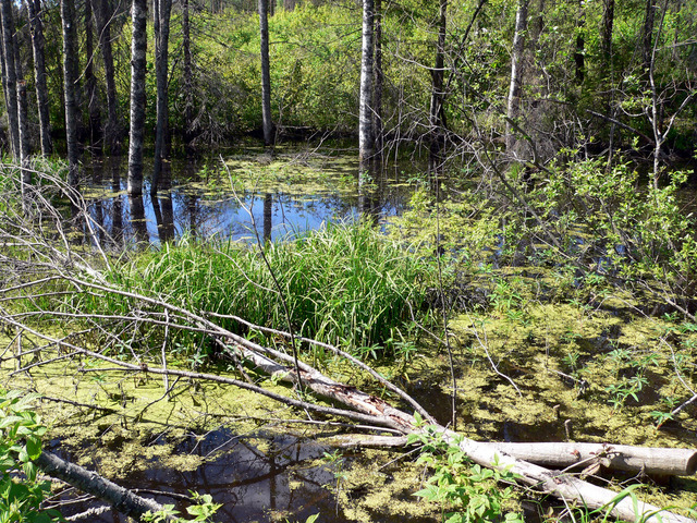 A swamp on the other side of the road (болото с другой стороны дороги)