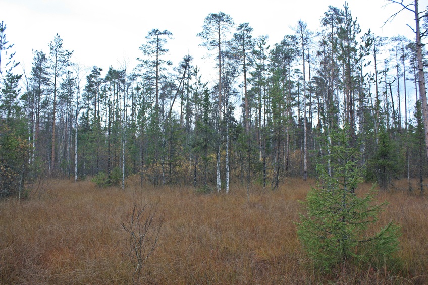 View to the north / Вид на север