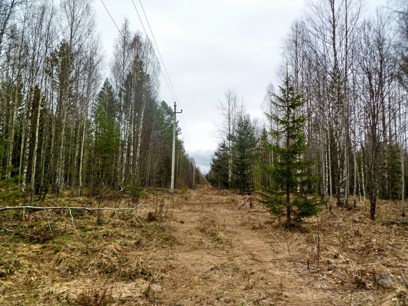 Early spring/Снег сошел, но зелени еще нет