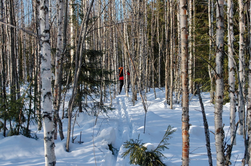 On the forest