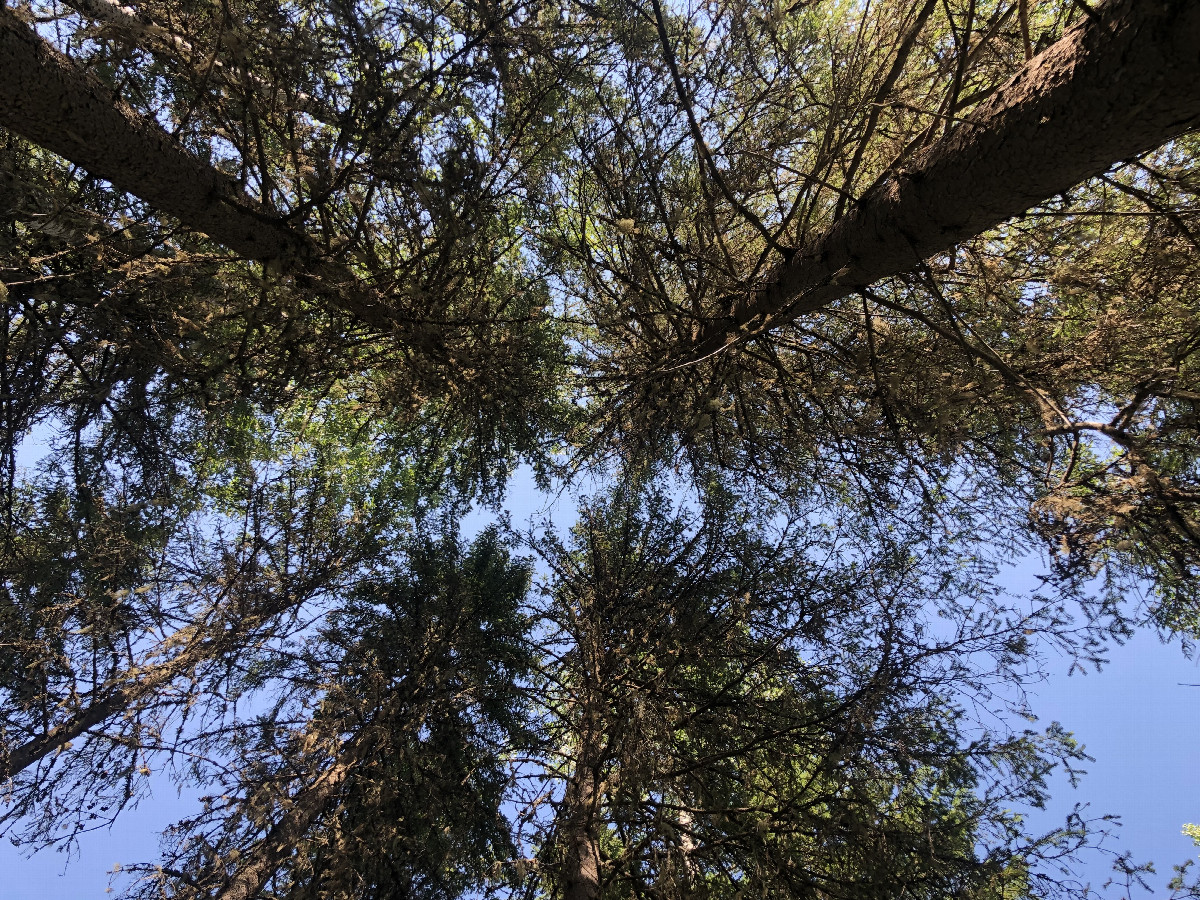 View Upwards