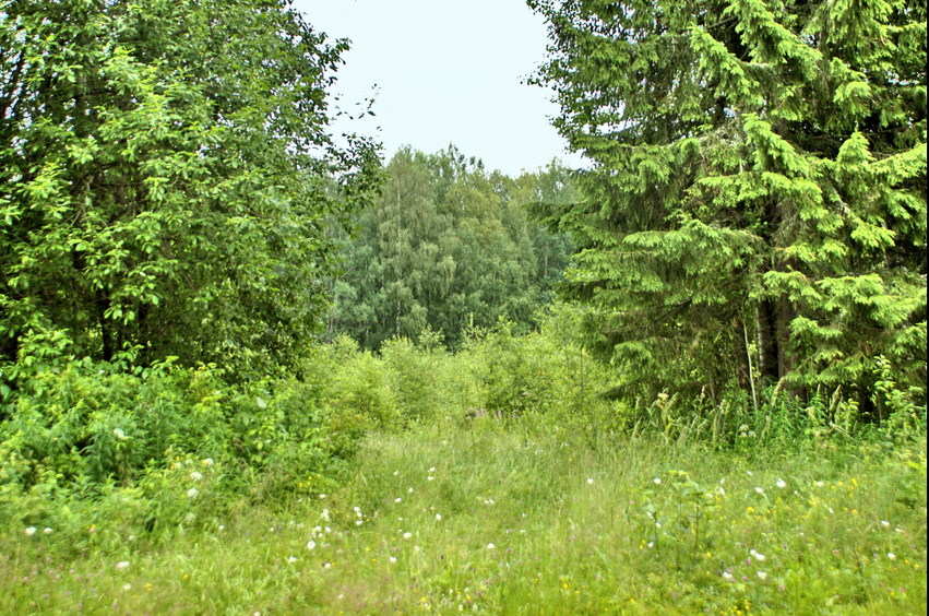 Вход в лес дороги. Точка на востоке в 400 м/Entry to the forest from the road, CP is 400 m to the East