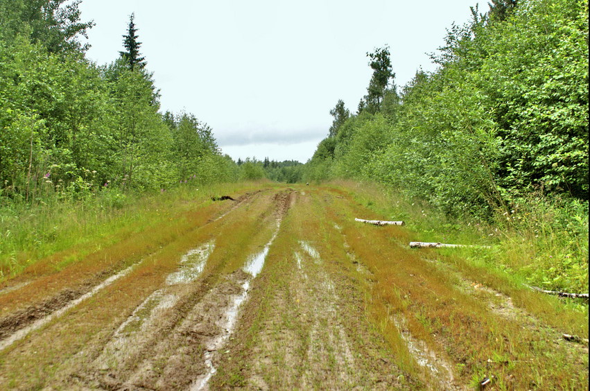 Вход в лес с дороги. Оттуда мы пришли/Turning point. We walked from there (North)