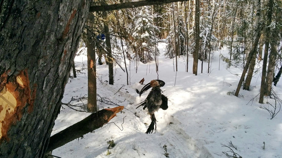 Bait used by trappers / Приманка в ловушке