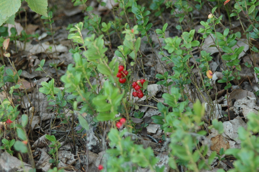 Cowberry / Брусника